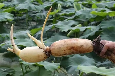 華逸府聯手湖北(běi)洪湖藕、江永芋頭，爲您帶來(lái)健康原生态食材